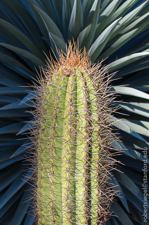 arizona garden